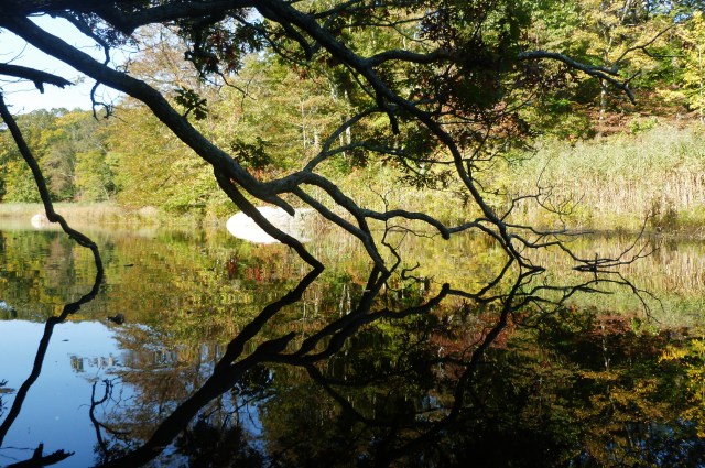 Lieutenant River Branches
