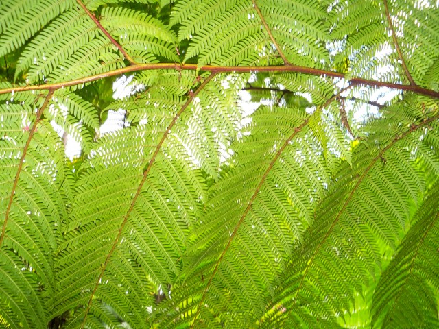 ferns